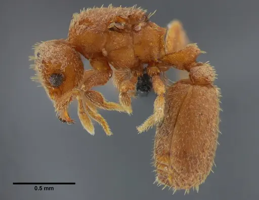 Eurhopalothrix bruchi specimen UFV-LABECOL-001529 image ufv-labecol-001529_5