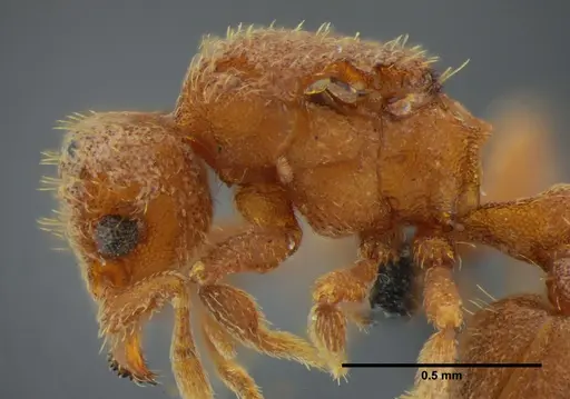 Eurhopalothrix bruchi specimen UFV-LABECOL-001529 image ufv-labecol-001529_6
