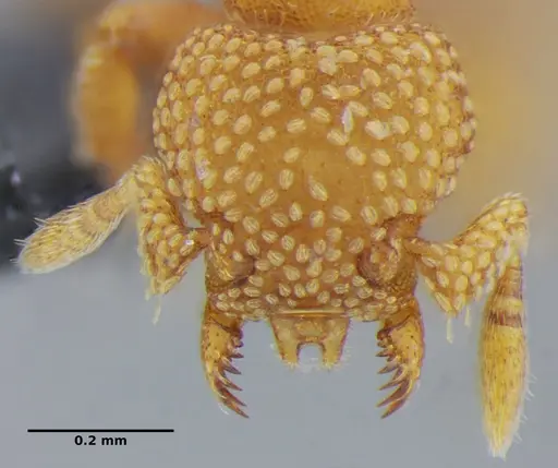 Eurhopalothrix bruchi specimen UFV-LABECOL-007244 image ufv-labecol-007244_2