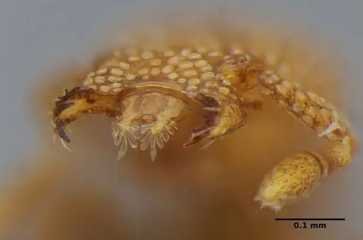 Eurhopalothrix bruchi specimen UFV-LABECOL-007244 image ufv-labecol-007244_3