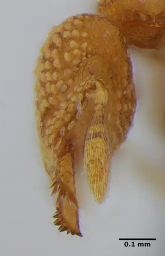 Eurhopalothrix bruchi specimen UFV-LABECOL-007244 image ufv-labecol-007244_5