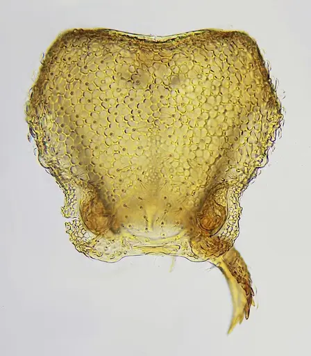 Eurhopalothrix bruchi specimen UFV-LABECOL-007246 image ufv-labecol-007246_1
