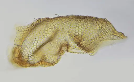 Eurhopalothrix bruchi specimen UFV-LABECOL-007246 image ufv-labecol-007246_3