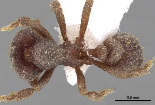 Eurhopalothrix caledonica specimen CASENT0280773 image casent0280773_1