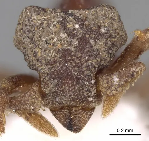 Eurhopalothrix caledonica specimen CASENT0280773 image casent0280773_2