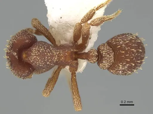 Eurhopalothrix caledonica specimen CASENT0914897 image casent0914897_1