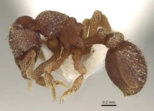 Eurhopalothrix caledonica specimen CASENT0914897 image casent0914897_3