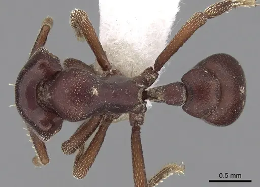 Eurhopalothrix chapmani specimen CASENT0280775 image casent0280775_1