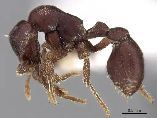Eurhopalothrix chapmani specimen CASENT0280775 image casent0280775_3