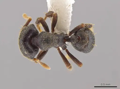 Eurhopalothrix cimu specimen CASENT0639338 image casent0639338_1