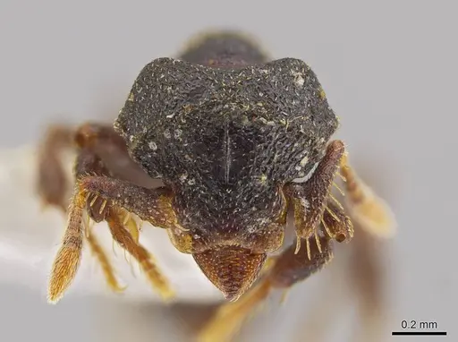 Eurhopalothrix cimu specimen CASENT0639338 image casent0639338_2