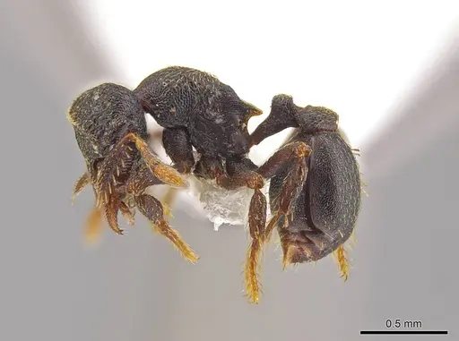 Eurhopalothrix cimu specimen CASENT0639338 image casent0639338_3