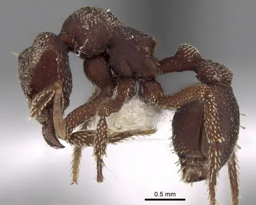 Eurhopalothrix cinnamea specimen CASENT0280777 image casent0280777_3