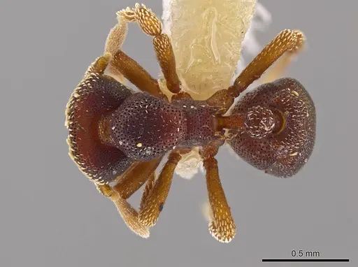 Eurhopalothrix circumcapillum specimen CASENT0639365 image casent0639365_1