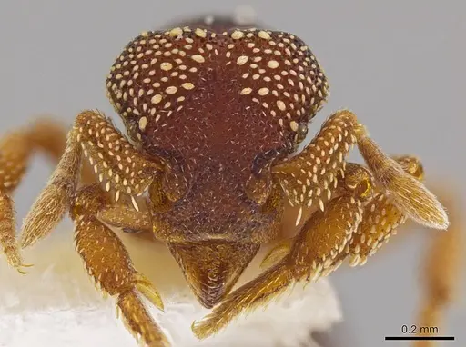 Eurhopalothrix circumcapillum specimen CASENT0639365 image casent0639365_2