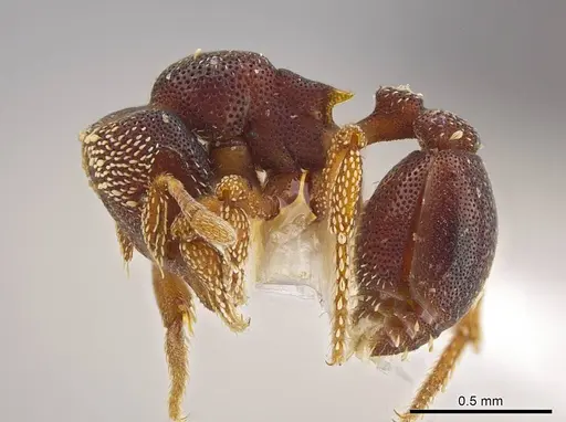 Eurhopalothrix circumcapillum specimen CASENT0639365 image casent0639365_3