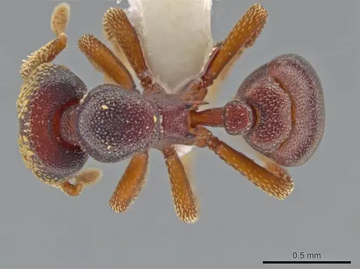 Eurhopalothrix circumcapillum specimen CASENT0639417 image casent0639417_1