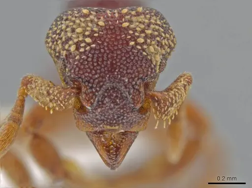 Eurhopalothrix circumcapillum specimen CASENT0639417 image casent0639417_2