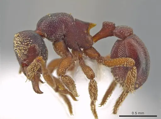 Eurhopalothrix circumcapillum specimen CASENT0639417 image casent0639417_3