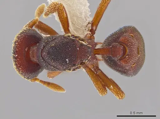 Eurhopalothrix circumcapillum specimen JTLC000005382 image jtlc000005382_1