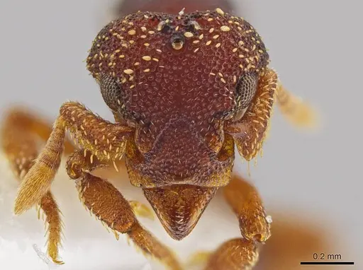 Eurhopalothrix circumcapillum specimen JTLC000005382 image jtlc000005382_2