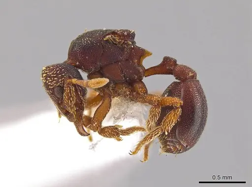 Eurhopalothrix circumcapillum specimen JTLC000005382 image jtlc000005382_3