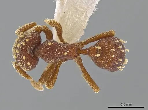 Eurhopalothrix clypeata specimen FMNHINS0000095828 image fmnhins0000095828_1