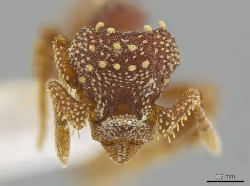 Eurhopalothrix clypeata specimen FMNHINS0000095828 image fmnhins0000095828_2