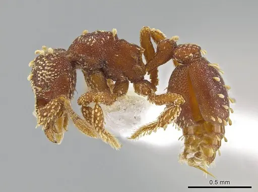 Eurhopalothrix clypeata specimen FMNHINS0000095828 image fmnhins0000095828_3