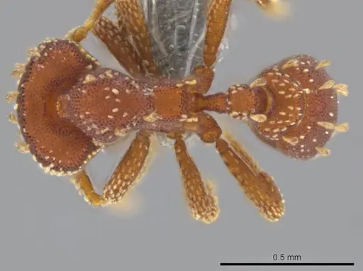 Eurhopalothrix clypeata specimen UFV-LABECOL-000773 image ufv-labecol-000773_1