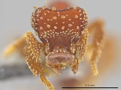 Eurhopalothrix clypeata specimen UFV-LABECOL-000773 image ufv-labecol-000773_2