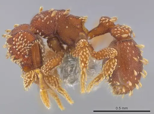 Eurhopalothrix clypeata specimen UFV-LABECOL-000773 image ufv-labecol-000773_4