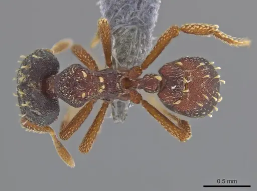 Eurhopalothrix depressa specimen CASENT0636778 image casent0636778_1