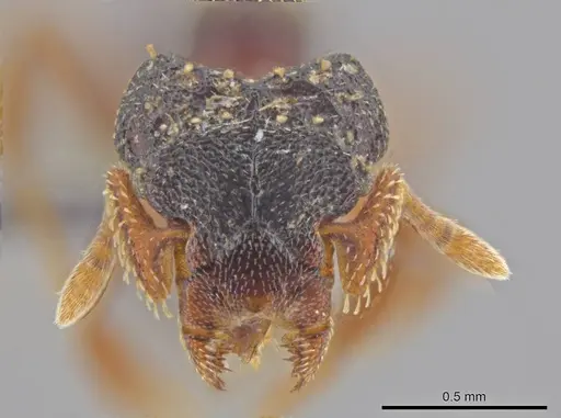 Eurhopalothrix depressa specimen CASENT0636778 image casent0636778_2