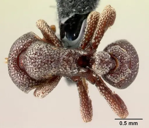 Eurhopalothrix dubia specimen CASENT0179641 image casent0179641_1