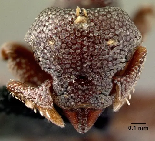 Eurhopalothrix dubia specimen CASENT0179641 image casent0179641_2