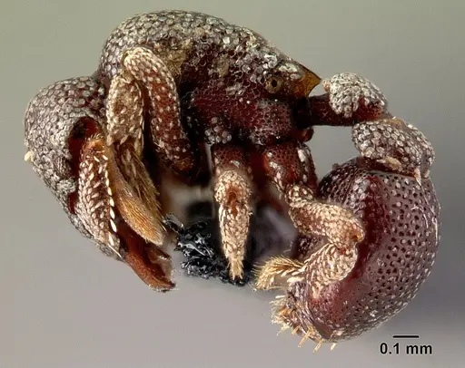 Eurhopalothrix dubia specimen CASENT0179641 image casent0179641_3