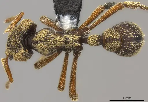 Eurhopalothrix emeryi specimen CASENT0181833 image casent0181833_1