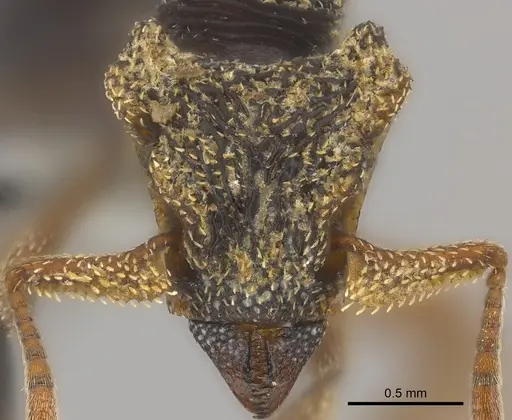 Eurhopalothrix emeryi specimen CASENT0181833 image casent0181833_2