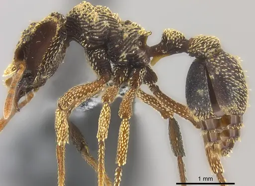 Eurhopalothrix emeryi specimen CASENT0181833 image casent0181833_3