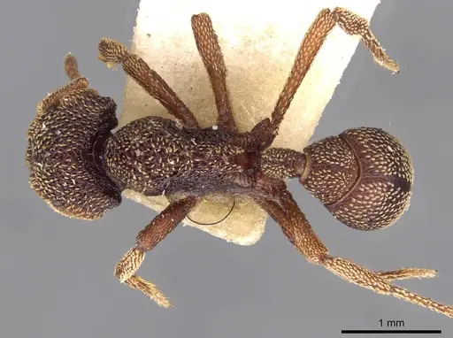 Eurhopalothrix emeryi specimen CASENT0909347 image casent0909347_1