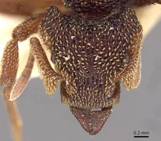 Eurhopalothrix emeryi specimen CASENT0909347 image casent0909347_2