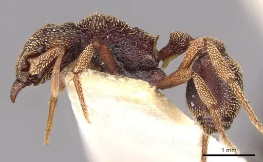 Eurhopalothrix emeryi specimen CASENT0909347 image casent0909347_3