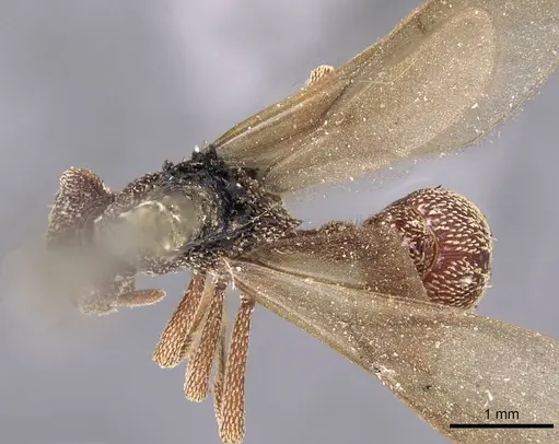 Eurhopalothrix emeryi specimen CASENT0909348 image casent0909348_1