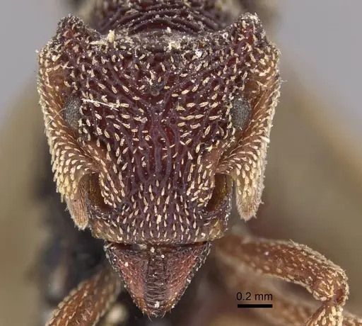 Eurhopalothrix emeryi specimen CASENT0909348 image casent0909348_2