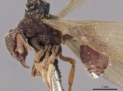 Eurhopalothrix emeryi specimen CASENT0909348 image casent0909348_3