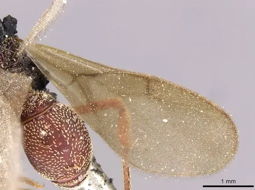 Eurhopalothrix emeryi specimen CASENT0909348 image casent0909348_4