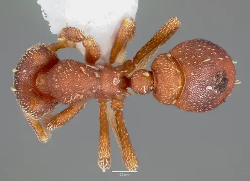 Eurhopalothrix floridana specimen CASENT0003195 image casent0003195_1
