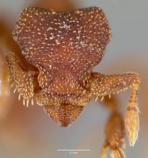 Eurhopalothrix floridana specimen CASENT0003195 image casent0003195_2