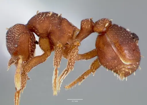 Eurhopalothrix floridana specimen CASENT0003195 image casent0003195_3